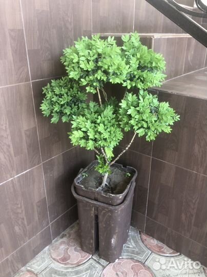 Самшит бонсай