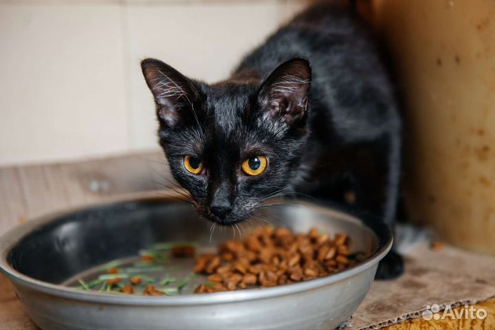 Кошечка в добрые руки