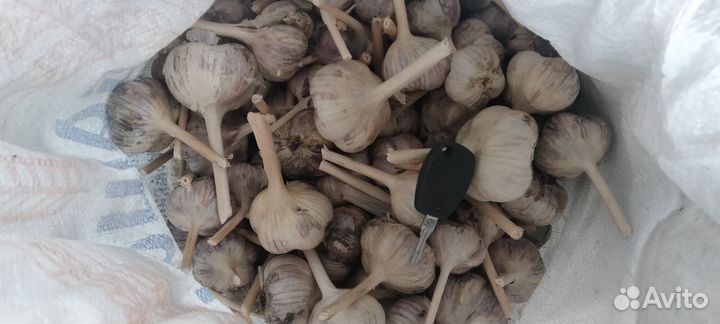 Деревенский чеснок