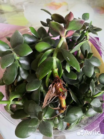 Толстянка - черенки