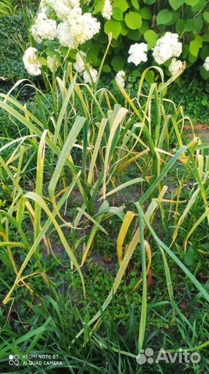 Чеснок домашний