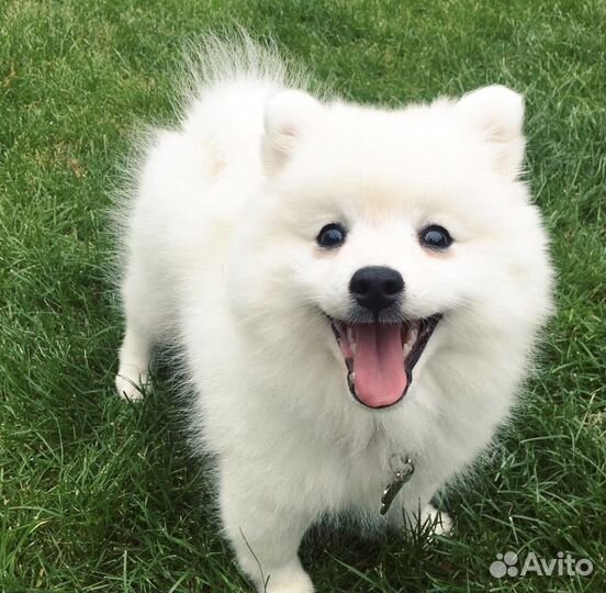 Щенки белоснежные шпиц