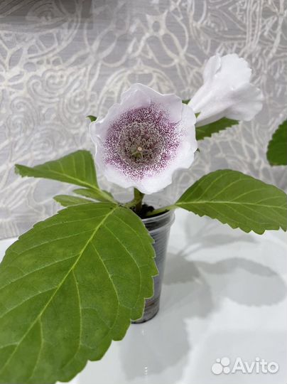 Глоксиния цветущая