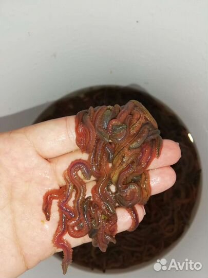 Морской червь