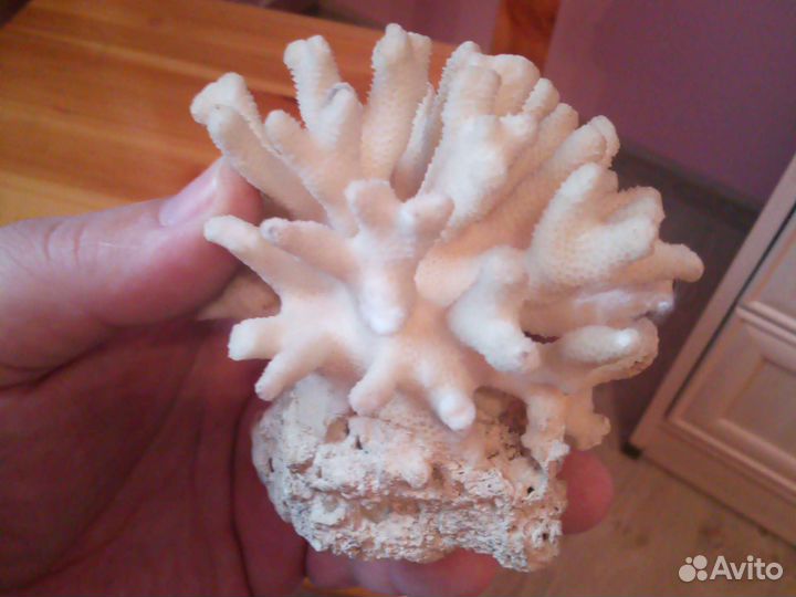 Морские кораллы