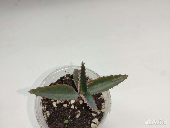 Лечебное каланхоэ