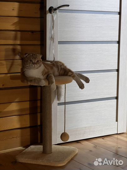 Шотландский кот вязка