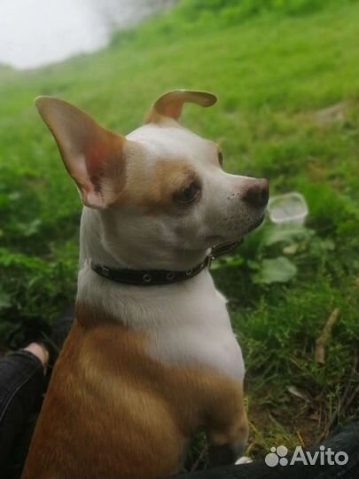 Отдаем чиха