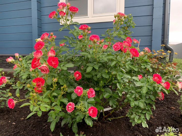 Роза Флорибунда Шоне Кобленцерин