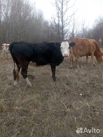 Телки подсосые