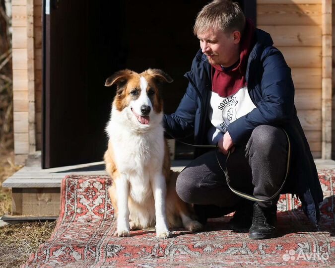 Добрейшая собака в добрые руки
