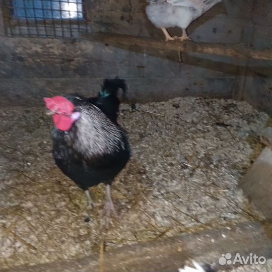 Молодые петухи