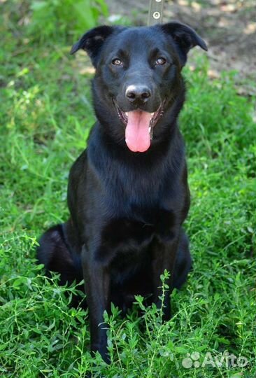 Шикарный пёс ищет дом