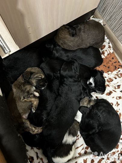 Щенки спаниеля