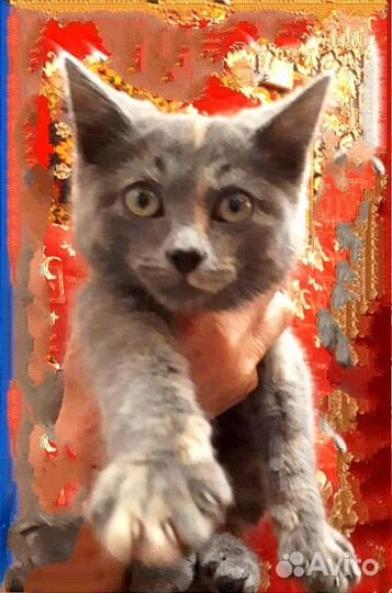 Котёнок бесплатно