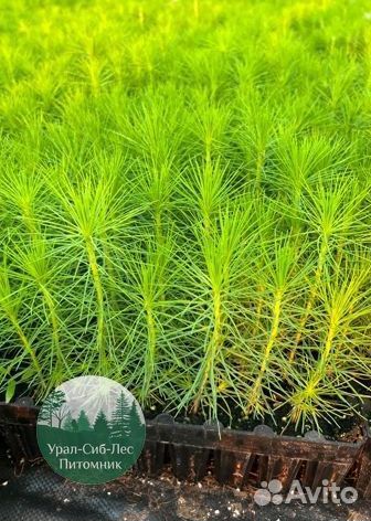 Зкс и окс Сосна Ель Лиственница сеянцы Голуб горн