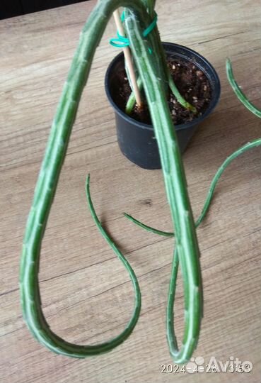 Сенецио Стапелиеформис(Крестовник)