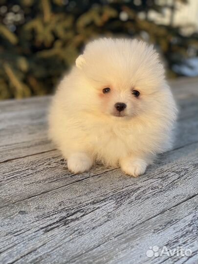 Шпицуля девочка