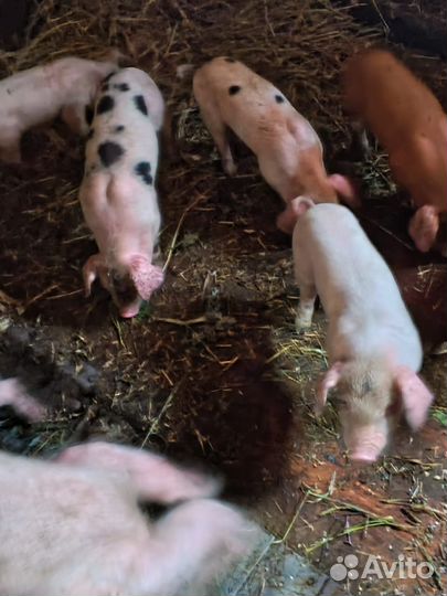 Поросята