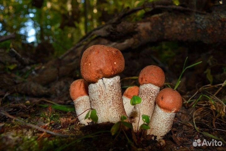 Грибы подосиновики