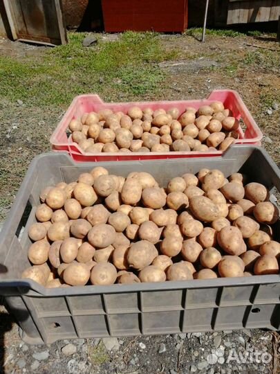 Семенной картофель гала