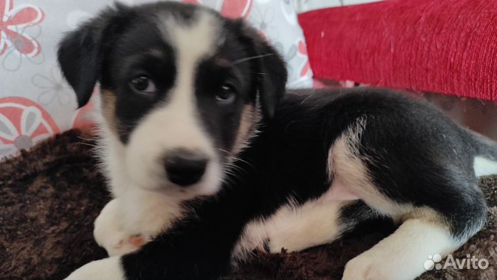 Родители щенка Метизы с овчарками