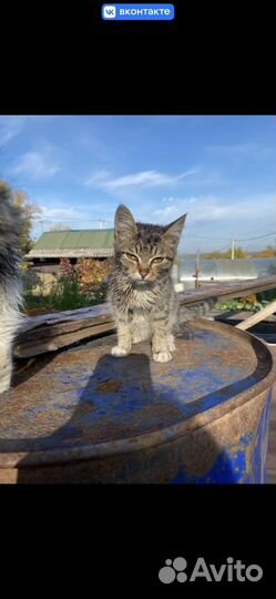Котята в добрые руки