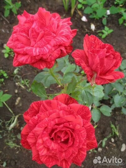 Розы сортовые