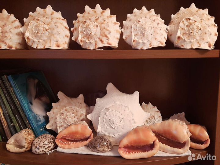 Морские ракушки раковины