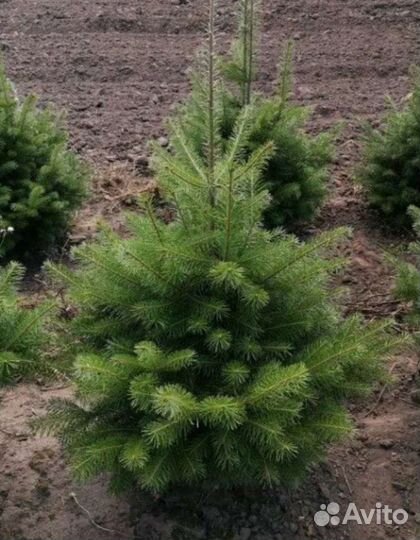 Пихта сибирская