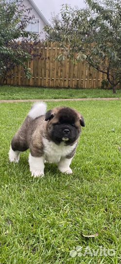 Щенки американской акиты