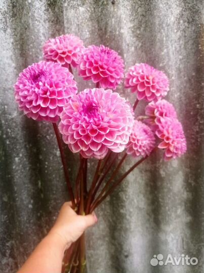 Георгины букет