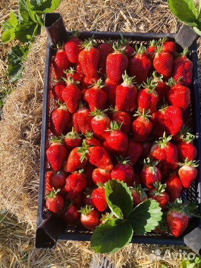 Клубника сорт Азия