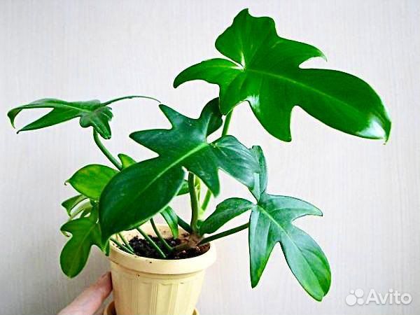 Филодендрон Pedatum Nadia,Педатум Надя