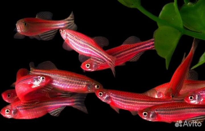Данио цветные в ассортименте Аквариумные рыбки