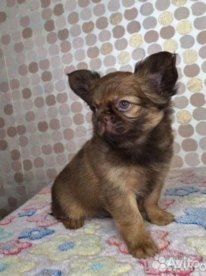 Шоколадный мальЧишка коротконосый