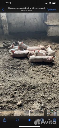 Свиньи живым весом /поросята 1 месяц по 4тр