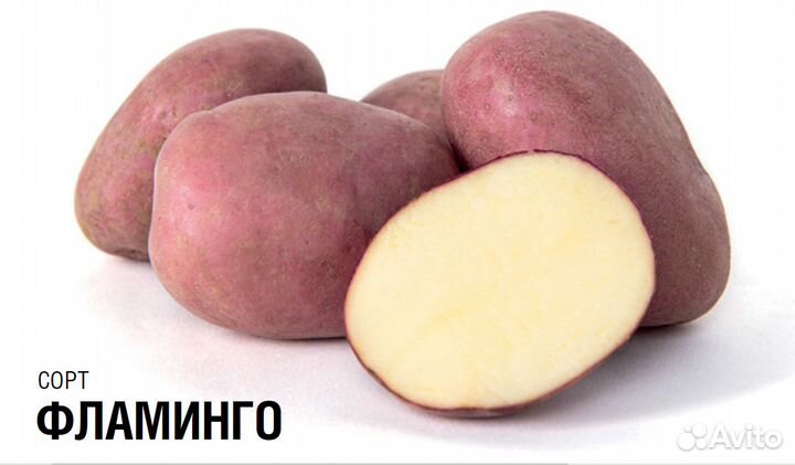Семенной картофель высоких репродукций