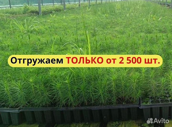 Саженцы сосны обыкновенной зкс