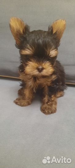 Йоркширский терьер