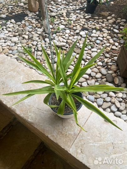 Юкка комнатная