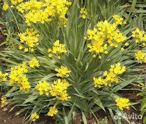 Лук декоративный