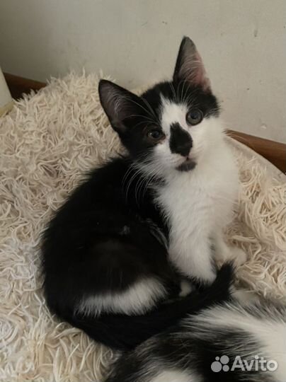 Котенок