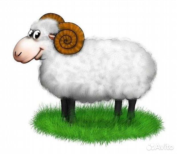 Баран, баранина