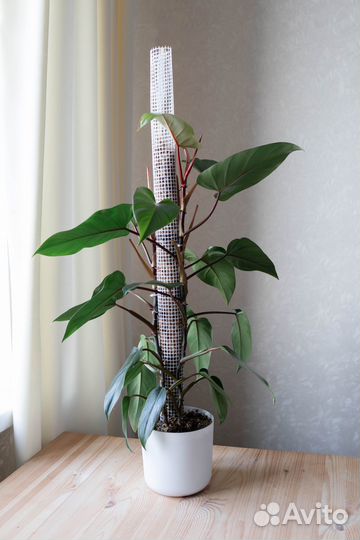 Филодендрон краснеющий