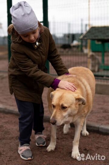 Золотая собака в добрые руки