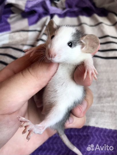 Крыса Дамбо из Питомника. Ручные крысята