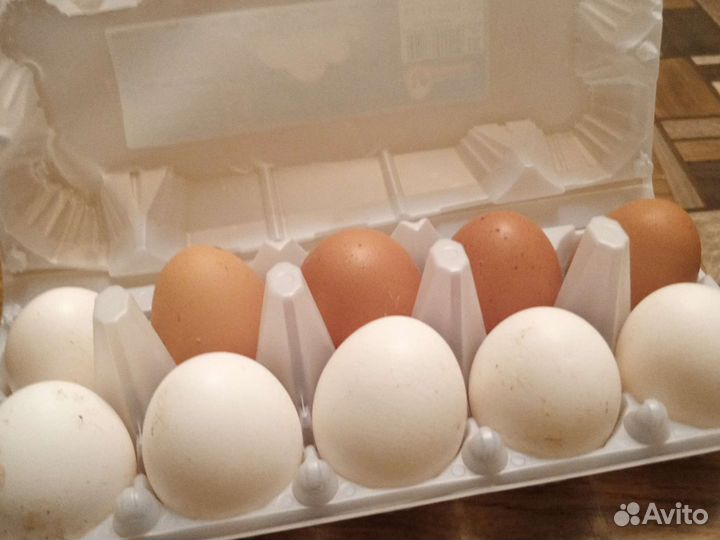Домашние куриные яйца