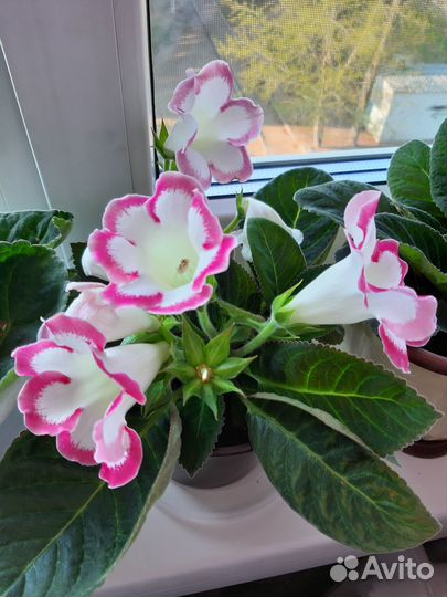 Глоксиния детка