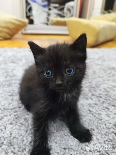 Кошки в добрые руки